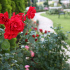 Отель Sunlife Garden, фото 22