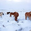 Отель Sauðafell Guesthouse, фото 4