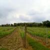 Отель Azienda Agricola Cortina e Mandorli, фото 12