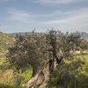 Отель Agriturismo Bergi, фото 42