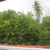 Отель Coconut Surf Inn, фото 10