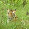 Отель Windsor Tiger Resort, фото 8