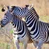 Отель Horseback Africa - Pinto's Lodge, фото 19