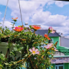 Отель Dalat Che House, фото 19