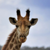 Отель Horseback Africa, фото 23