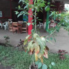 Отель Hostal El Guis Ometepe, фото 1