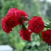 Отель Ammathi Homestay, фото 24