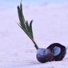 Отель Port Olry Harbour Beach, фото 18