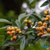 Отель Loquat tree hostel, фото 5