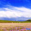 Отель Holiday Inn Songpan Baidu, фото 6