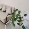 Отель Leisure Homestay, фото 3