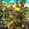 Отель Skaloma Villas Art 2, фото 6