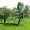 Отель Schwarzwald Ferienhaus Im Birkenweg, фото 8