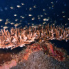 Отель Sea Star Diving, фото 22
