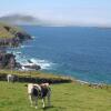 Отель Dingle Courtyard Cottages 2 Bed Sleeps 4 в Дингле