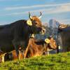 Отель Allgäu Garni, фото 11