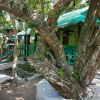 Отель Nature Green Forest Resort, фото 12