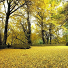 Отель Holiday Inn Resort Mengding Mountain, фото 23