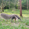 Отель Tierralinda Finca Cottage, фото 20