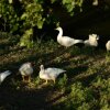 Отель Agriturismo Dartora, фото 10