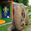 Отель The Flying Elephant Resort-Havelock Island, фото 15