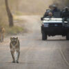 Отель Kapama River Lodge, фото 12