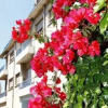 Отель Apartment Bougainvillier, фото 1
