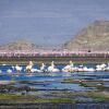 Отель Africa Safari Lake Natron, фото 6