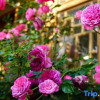 Отель Meet Garden Inn, фото 1