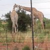 Отель Tata Farm Lodge, фото 10