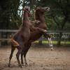 Отель Kaiserhof Goldenbek, фото 9