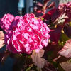 Отель The Shed, фото 5