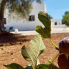 Отель Trullo Il Noce..Holiday Home, фото 1