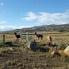 Отель Tussock Lodge Waipiata, фото 33