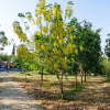 Отель Bait Alfa Kibbutz Country Lodging, фото 12