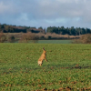 Отель The Haughmond, фото 14