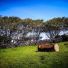 Отель The Snuggly Sheep Shepherd Hut Farm Stay, фото 1