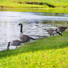 Отель Americas Best Inn - Jacksonville, фото 6