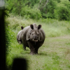 Отель Sanctuary-Chitwan National Park, фото 20
