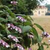 Отель Villa Doria il Torrione, фото 14