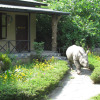 Отель Chitwan Gaida Lodge, фото 2