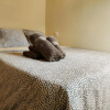 Отель Apartamentos Carrillo II, фото 8
