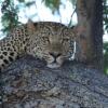 Отель Zikomo Safari Camp, фото 18