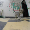 Отель Mango Bed and Breakfast, фото 16