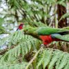 Отель Fernglen Forest Retreat of Mount Dandenong (Self Contained Bed And Breakfast Cottages), фото 14