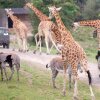 Отель Port Lympne (Zoo Park), фото 19