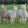 Отель Silverstream Alpaca Farmstay and Tour, фото 33