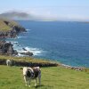 Отель Dingle Courtyard Cottages 3 Bed Sleeps 6, фото 20