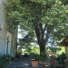Отель Le vieux tilleul, фото 1