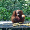 Отель Rimba Orangutan Eco Lodge, фото 7